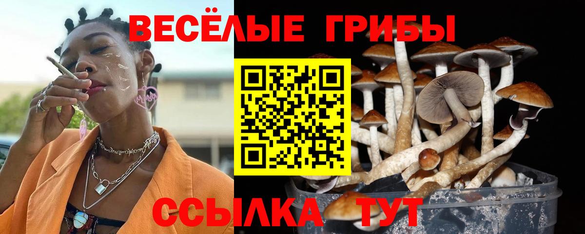 Сокол  Псилоцибиновые грибы Psilocybine cubensis  Вход с VPN  Галлюциногенные грибы мицелий 
